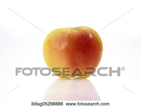 Malus domestica, cultivated apple (Malus domestica), apple, apples, rose family, CALVILLE APPLE malus domestica free-standing, cultivated apple, apple, apples, rose family, CALVILLE APPLE malus domestica free-standing View Large Photo Image Stock Photograph - Malus domestica, cultivated apple (Malus domestica), apple, apples, rose family, CALVILLE APPLE malus domestica free-standing, cultivated apple, apple, apples, rose family, CALVILLE APPLE malus domestica free-standing. Fotosearch