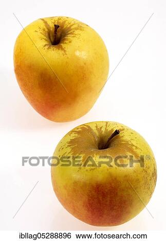 Malus domestica, cultivated apple (Malus domestica), apple, apples, rose family, Golden Apples, malus domestica, exempt, cultivated apple, apple, apples, rose family, Golden Apples, malus domestica, exempt View Large Photo Image Stock Photograph - Malus domestica, cultivated apple (Malus domestica), apple, apples, rose family, Golden Apples, malus domestica, exempt, cultivated apple, apple, apples, rose family, Golden Apples, malus domestica, exempt. Fotosearch