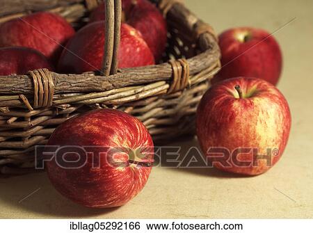 Malus domestica, cultivated apple (Malus domestica), apple, apples View Large Photo Image Stock Photograph - Malus domestica, cultivated apple (Malus domestica), apple, apples. Fotosearch
