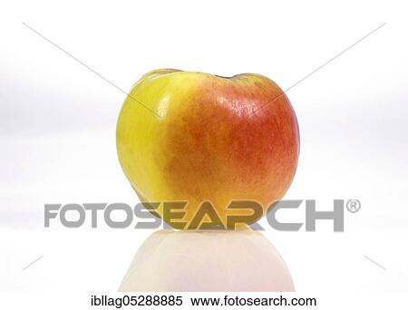 Malus domestica, cultivated apple (Malus domestica), apple, apples, rose family, Calville Apple, malus domestica exempt, cultivated apple, apple, apples, rose family, Calville Apple, malus domestica exempt View Large Photo Image Stock Photography - Malus domestica, cultivated apple (Malus domestica), apple, apples, rose family, Calville Apple, malus domestica exempt, cultivated apple, apple, apples, rose family, Calville Apple, malus domestica exempt. Fotosearch