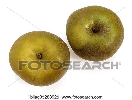 Malus domestica, cultivated apple (Malus domestica), apple, apples, rose family, Canada Apple, malus domesticas exempt, cultivated apple, apple, apples, rose family, Canada Apple, malus domesticas exempt View Large Photo Image Stock Photography - Malus domestica, cultivated apple (Malus domestica), apple, apples, rose family, Canada Apple, malus domesticas exempt, cultivated apple, apple, apples, rose family, Canada Apple, malus domesticas exempt. Fotosearch
