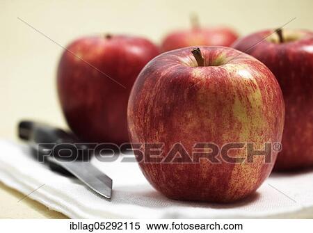 Malus domestica, cultivated apple, apple, apples, rose family, Knife with Royal Gala Apples, malus domestica View Large Photo Image Stock Photography - Malus domestica, cultivated apple, apple, apples, rose family, Knife with Royal Gala Apples, malus domestica. Fotosearch