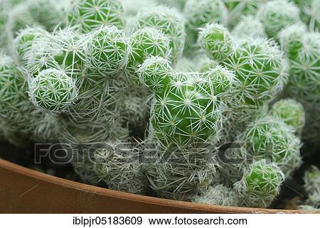 (Mammillaria gracilis) View Large Photo Image Stock Photo - (Mammillaria gracilis). Fotosearch
