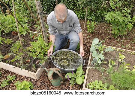 Stock Photography - Man produces herbal muck, with stinging nettle (Urtica dioica), stinging nettle, stinging nettle muck, stinging nettle muck, herbal muck. Fotosearch