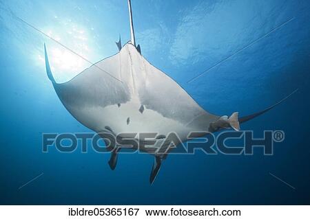 Manta, Manta birostris, Roca Partida, Revillagigedo Islands, Mexic (Manta), Manta birostris, Roca Partida, Revillagigedo Islands, Mexico, Central America View Large Photo Image Stock Photo - Manta, Manta birostris, Roca Partida, Revillagigedo Islands, Mexic (Manta), Manta birostris, Roca Partida, Revillagigedo Islands, Mexico, Central America. Fotosearch