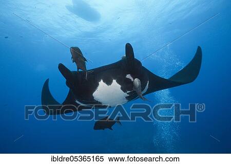 Manta, Manta birostris, Socorro, Revillagigedo Islands, Mexic (Manta), Manta birostris, Socorro, Revillagigedo Islands, Mexico, Central America View Large Photo Image Stock Photography - Manta, Manta birostris, Socorro, Revillagigedo Islands, Mexic (Manta), Manta birostris, Socorro, Revillagigedo Islands, Mexico, Central America. Fotosearch