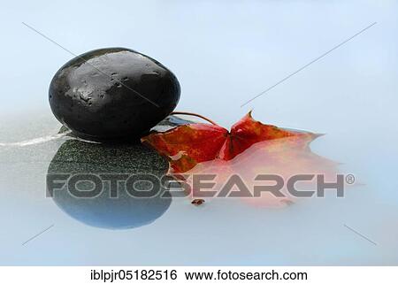 Maple leaf and stone in water View Large Photo Image Stock Photograph - Maple leaf and stone in water. Fotosearch