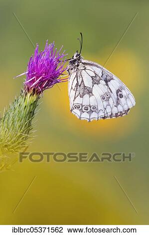 Marbled white (Melanargia galathea), lady's board, thistle, Germany, Europe View Large Photo Image Stock Image - Marbled white (Melanargia galathea), lady's board, thistle, Germany, Europe. Fotosearch