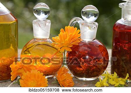 Marigold (Calendula officinalis) and spotted Common St John's wort, oils, Hype rforatum, spotted Common St John's wort, oil View Large Photo Image Stock Photo - Marigold (Calendula officinalis) and spotted Common St John's wort, oils, Hype rforatum, spotted Common St John's wort, oil. Fotosearch
