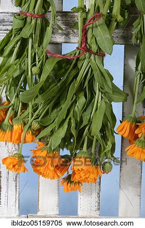 Marigold (Calendula officinalis), hung to dry View Large Photo Image Stock Photography - Marigold (Calendula officinalis), hung to dry. Fotosearch