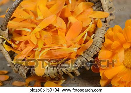 Marigold (Calendula officinalis), petals View Large Photo Image Picture - Marigold (Calendula officinalis), petals. Fotosearch