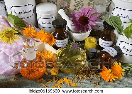 Marigold (Calendula officinalis), Echinacea purpurea, Milk thistle (Silybum marianum), Common hop (Humulus lupulus), Elecampane, Tea, Ointment (Inula helenium) View Large Photo Image Stock Image - Marigold (Calendula officinalis), Echinacea purpurea, Milk thistle (Silybum marianum), Common hop (Humulus lupulus), Elecampane, Tea, Ointment (Inula helenium). Fotosearch