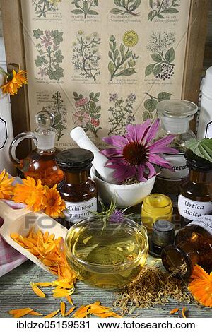 Stock Image - Marigold (Calendula officinalis), Echinacea purpurea, Milk thistle (Silybum marianum), Common hop (Humulus lupulus), Elecampane, Tea, Ointment (Inula helenium). Fotosearch