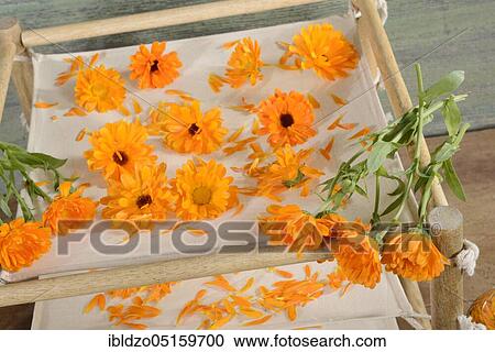 Marigold (Calendula officinalis), flowers prepared for drying, petals View Large Photo Image Stock Image - Marigold (Calendula officinalis), flowers prepared for drying, petals. Fotosearch