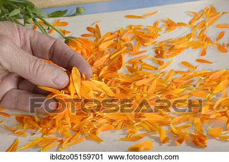 Stock Image - Marigold (Calendula officinalis), petals prepared for drying. Fotosearch