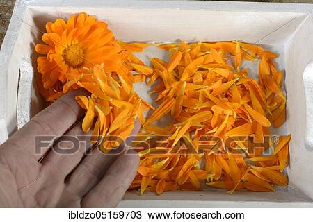 Marigold (Calendula officinalis), petals prepared for drying View Large Photo Image Stock Image - Marigold (Calendula officinalis), petals prepared for drying. Fotosearch