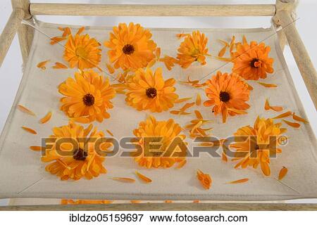 Marigold (Calendula officinalis), flowers prepared for drying View Large Photo Image Stock Photo - Marigold (Calendula officinalis), flowers prepared for drying. Fotosearch