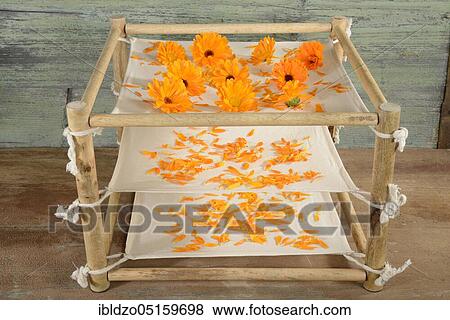 Stock Photo - Marigold (Calendula officinalis), flowers prepared for drying, petals. Fotosearch