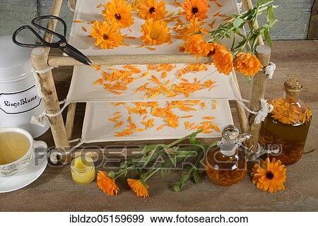 Marigold (Calendula officinalis), flowers prepared for drying, petals View Large Photo Image Stock Photo - Marigold (Calendula officinalis), flowers prepared for drying, petals. Fotosearch