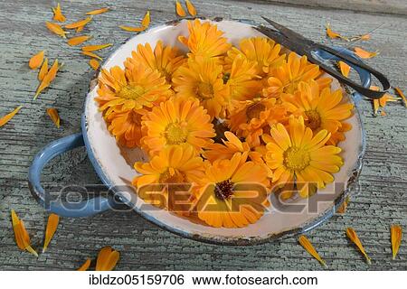 Marigold (Calendula officinalis), flowers and petals View Large Photo Image Stock Photograph - Marigold (Calendula officinalis), flowers and petals. Fotosearch