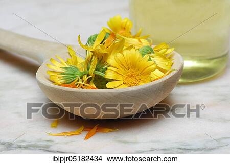 Marigoldsbloom in wooden spoons (Calendula officinalis), -flowers, tea View Large Photo Image Picture - Marigoldsbloom in wooden spoons (Calendula officinalis), -flowers, tea. Fotosearch