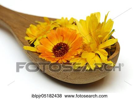 Stock Photo - Marigoldsbloom in wooden spoons (Calendula officinalis), -flowers. Fotosearch