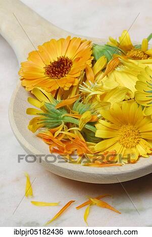 Marigoldsbloom in wooden spoons (Calendula officinalis), -flowers View Large Photo Image Stock Photograph - Marigoldsbloom in wooden spoons (Calendula officinalis), -flowers. Fotosearch