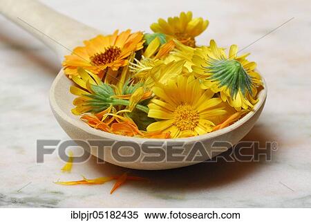 Marigoldsbloom in wooden spoons (Calendula officinalis), -flowers View Large Photo Image Stock Photography - Marigoldsbloom in wooden spoons (Calendula officinalis), -flowers. Fotosearch