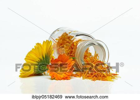 Marigoldsdried petals in vials (Calendula officinalis), tea, wing-flower tea View Large Photo Image Stock Photo - Marigoldsdried petals in vials (Calendula officinalis), tea, wing-flower tea. Fotosearch