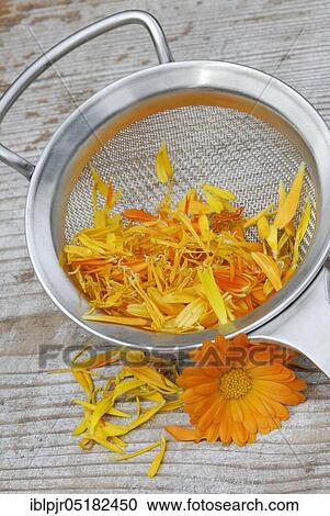 Stock Image - MarigoldsPetals in tea strainer (Calendula officinalis), tea, wing-flower tea. Fotosearch