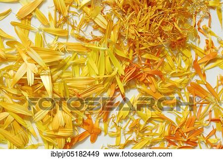 Stock Photo - MarigoldsPetals laid out to dry (Calendula officinalis). Fotosearch