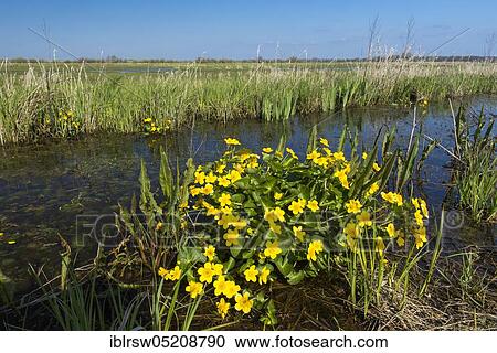 Marsh marigold (Caltha palustris) Dümmer See, Ochsenmoor, Lower Saxony, Germany, Europe View Large Photo Image Stock Image - Marsh marigold (Caltha palustris) Dümmer See, Ochsenmoor, Lower Saxony, Germany, Europe. Fotosearch