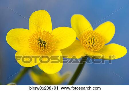 Stock Image - Marsh marigold (Caltha palustris) Ochsenmoor, Lower Saxony, Germany, Europe. Fotosearch
