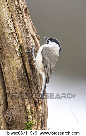 Marsh tit (Parus palustris), Volcanic Eifel, Rhineland-Palatinate, Germany, Europe View Large Photo Image Stock Photo - Marsh tit (Parus palustris), Volcanic Eifel, Rhineland-Palatinate, Germany, Europe. Fotosearch