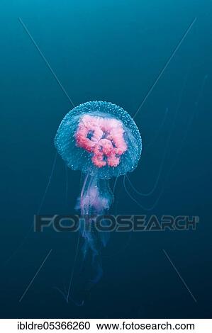 Stock Image - Mauve stinger (Pelagia noctiluca), Florida Islands, Solomon Islands, Oceania. Fotosearch