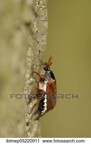 May bug on oak trunk (Melolontha melolontha) View Large Photo Image Stock Image - May bug on oak trunk (Melolontha melolontha). Fotosearch