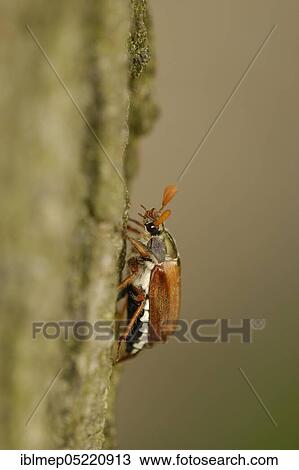 May bug on oak trunk (Melolontha melolontha) View Large Photo Image Stock Image - May bug on oak trunk (Melolontha melolontha). Fotosearch