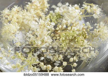 Meadowsweet essence, Meadowsweet (Filipendula ulmaria), Legwort, Goatbeard, Perennial plant, Meadow queen, Wild lilac, Crampwort, Meadowsweet essence View Large Photo Image Stock Photo - Meadowsweet essence, Meadowsweet (Filipendula ulmaria), Legwort, Goatbeard, Perennial plant, Meadow queen, Wild lilac, Crampwort, Meadowsweet essence. Fotosearch