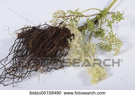 Meadowsweet (Filipendula ulmaria), root and flowers, legume, goat's beard, sparrow hawk, meadow queen, wild lilac, crampwort View Large Photo Image Stock Image - Meadowsweet (Filipendula ulmaria), root and flowers, legume, goat's beard, sparrow hawk, meadow queen, wild lilac, crampwort. Fotosearch