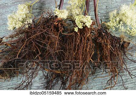 Meadowsweet (Filipendula ulmaria), root and flowers, legume, goat's beard, sparrow hawk, meadow queen, wild lilac, crampwort View Large Photo Image Stock Photography - Meadowsweet (Filipendula ulmaria), root and flowers, legume, goat's beard, sparrow hawk, meadow queen, wild lilac, crampwort. Fotosearch