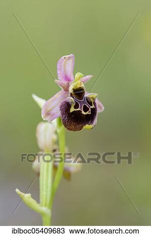Medea ragwort, Istria (Ophrys medea), Croatia, Europe View Large Photo Image Stock Image - Medea ragwort, Istria (Ophrys medea), Croatia, Europe. Fotosearch
