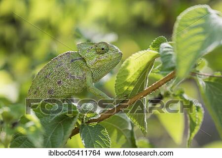 Mediterranean chameleon (Chamaeleo chamaeleon), Cadiz, Andalusia, Spain, Europe View Large Photo Image Picture - Mediterranean chameleon (Chamaeleo chamaeleon), Cadiz, Andalusia, Spain, Europe. Fotosearch