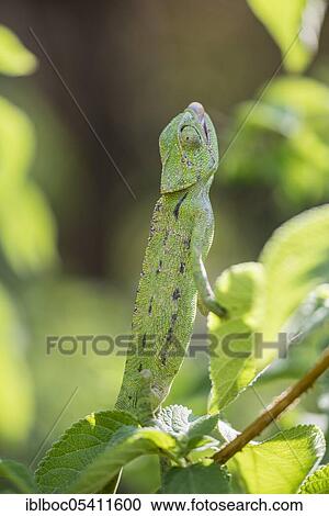 Mediterranean chameleon (Chamaeleo chamaeleon), Cadiz, Andalusia, Spain, Europe View Large Photo Image Stock Image - Mediterranean chameleon (Chamaeleo chamaeleon), Cadiz, Andalusia, Spain, Europe. Fotosearch