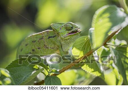 Mediterranean chameleon (Chamaeleo chamaeleon), Cadiz, Andalusia, Spain, Europe View Large Photo Image Stock Image - Mediterranean chameleon (Chamaeleo chamaeleon), Cadiz, Andalusia, Spain, Europe. Fotosearch