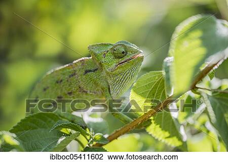 Mediterranean chameleon (Chamaeleo chamaeleon), Cadiz, Andalusia, Spain, Europe View Large Photo Image Stock Image - Mediterranean chameleon (Chamaeleo chamaeleon), Cadiz, Andalusia, Spain, Europe. Fotosearch