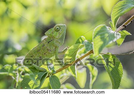 Mediterranean chameleon (Chamaeleo chamaeleon), Cadiz, Andalusia, Spain, Europe View Large Photo Image Stock Image - Mediterranean chameleon (Chamaeleo chamaeleon), Cadiz, Andalusia, Spain, Europe. Fotosearch