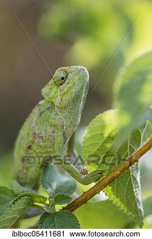 Stock Image - Mediterranean chameleon (Chamaeleo chamaeleon), Cadiz, Andalusia, Spain, Europe. Fotosearch