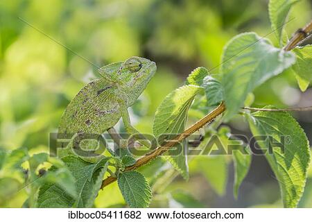 Stock Image - Mediterranean chameleon (Chamaeleo chamaeleon), Cadiz, Andalusia, Spain, Europe. Fotosearch