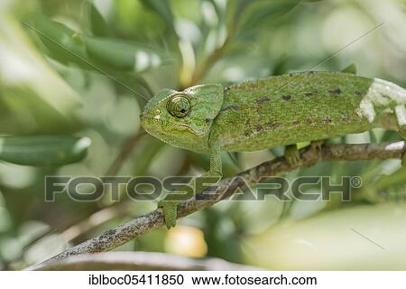 Mediterranean chameleon (Chamaeleo chamaeleon), Cadiz, Andalusia, Spain, Europe View Large Photo Image Stock Image - Mediterranean chameleon (Chamaeleo chamaeleon), Cadiz, Andalusia, Spain, Europe. Fotosearch
