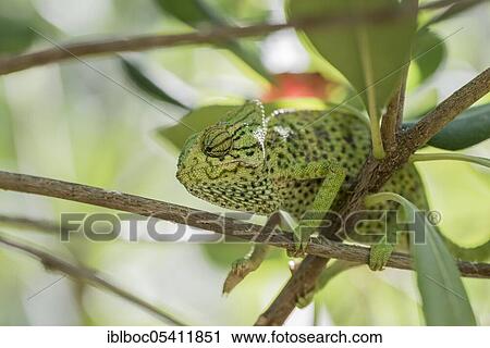 Stock Image - Mediterranean chameleon (Chamaeleo chamaeleon), Cadiz, Andalusia, Spain, Europe. Fotosearch